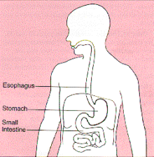 What is casein protein powder - diagram of stomach