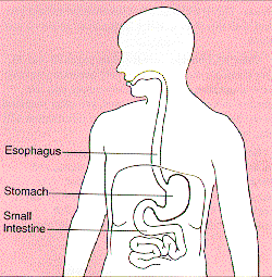 Is Protein Powder Healthy - diagram of stomach